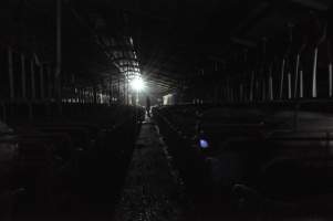 Activist filming sow stalls - Used as a poster for documentary 'Lucent' - Captured at CEFN Breeding Unit #2, Leyburn QLD Australia.