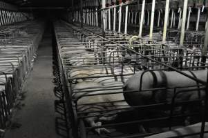 Wide view of sow stalls - Australian pig farming - Captured at CEFN Breeding Unit #2, Leyburn QLD Australia.