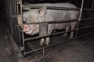 Sow stalls at CEFN Breeder Piggery QLD - Australian pig farming - Captured at CEFN Breeding Unit #2, Leyburn QLD Australia.