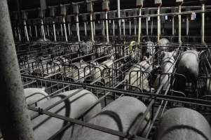 Wide view of sow stalls - Australian pig farming - Captured at CEFN Breeding Unit #2, Leyburn QLD Australia.