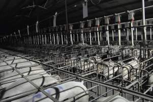 Wide view of sow stalls - Australian pig farming - Captured at CEFN Breeding Unit #2, Leyburn QLD Australia.