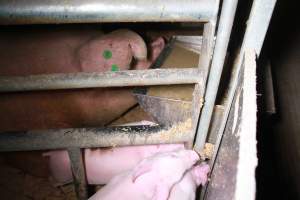 Farrowing crates at Girgarre Piggery VIC - Australian pig farming - Captured at Girgarre Piggery, Girgarre VIC Australia.