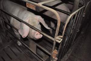 Sow stalls - Australian pig farming - Captured at CEFN Breeding Unit #2, Leyburn QLD Australia.