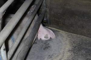 Farrowing crates at Deni Piggery NSW - Australian pig farming - Captured at Deni Piggery, Deniliquin NSW Australia.