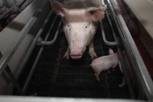 Farrowing crates at Mindarra Piggery WA - Australian pig farming - Captured at Mindarra Piggery (module 1), Boonanarring WA Australia.