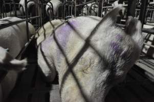 Sleeping sow in stall - Australian pig farming - Captured at CEFN Breeding Unit #2, Leyburn QLD Australia.