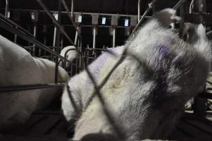 Sleeping sow in stall - Australian pig farming - Captured at CEFN Breeding Unit #2, Leyburn QLD Australia.