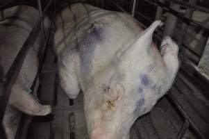 Sleeping sow in stall - Australian pig farming - Captured at CEFN Breeding Unit #2, Leyburn QLD Australia.