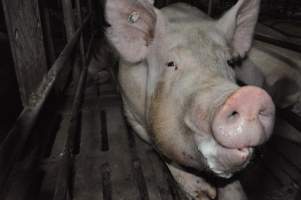 Sow stalls - Australian pig farming - Captured at CEFN Breeding Unit #2, Leyburn QLD Australia.