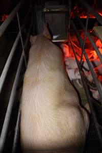 Farrowing crates at Finniss Park Piggery SA - Australian pig farming - Captured at Finniss Park Piggery, Mannum SA Australia.