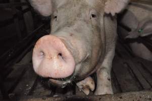 Sow stalls - Australian pig farming - Captured at CEFN Breeding Unit #2, Leyburn QLD Australia.