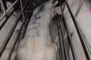 Lame sow - 'Lame' spray-painted on sow in sow stall with pig marker spray, indicating that she is unable to walk properly - Captured at CEFN Breeding Unit #2, Leyburn QLD Australia.