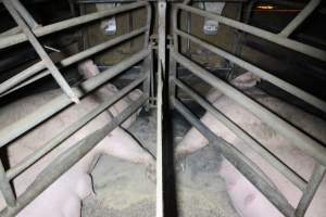 Farrowing crates at Deni Piggery NSW - Australian pig farming - Captured at Deni Piggery, Deniliquin NSW Australia.