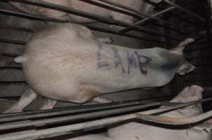 Lame sow - 'Lame' spray-painted on sow in sow stall with pig marker spray, indicating that she is unable to walk properly - Captured at CEFN Breeding Unit #2, Leyburn QLD Australia.