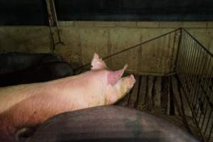 Group sow housing - Australian pig farming - Captured at Yelmah Piggery, Magdala SA Australia.