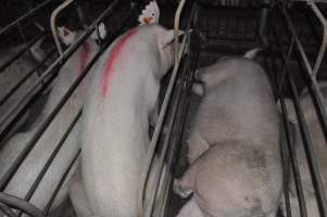 Sow stalls - Australian pig farming - Captured at CEFN Breeding Unit #2, Leyburn QLD Australia.