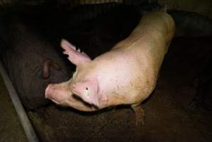 Group sow housing - Australian pig farming - Captured at Yelmah Piggery, Magdala SA Australia.