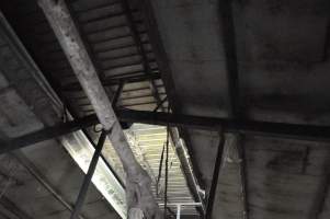 Ceiling of sow stall shed - Australian pig farming - Captured at CEFN Breeding Unit #2, Leyburn QLD Australia.