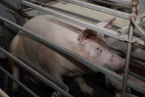 Farrowing crates at Mindarra Piggery WA - Australian pig farming - Captured at Mindarra Piggery (module 1), Boonanarring WA Australia.