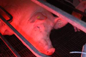 Farrowing crates at Wasleys Tailem Bend Piggery SA - Australian pig farming - Captured at Wasleys Tailem Bend Piggery, Tailem Bend SA Australia.