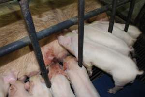 Sow with teat burst open - Australian pig farming - Captured at Bungowannah Piggery, Bungowannah NSW Australia.