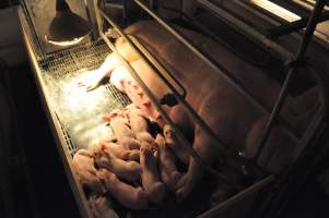 Farrowing crates at CEFN Breeder Piggery QLD - Australian pig farming - Captured at CEFN Breeding Unit #2, Leyburn QLD Australia.