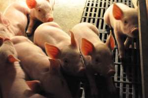 Farrowing crates at CEFN Breeder Piggery QLD - Australian pig farming - Captured at CEFN Breeding Unit #2, Leyburn QLD Australia.