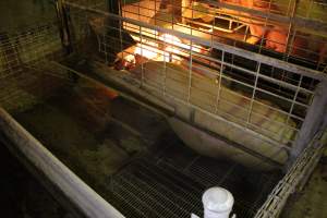 Farrowing crates at St Arnaud Piggery VIC - Australian pig farming - Captured at St Arnaud Piggery Units 2 & 3, St Arnaud VIC Australia.