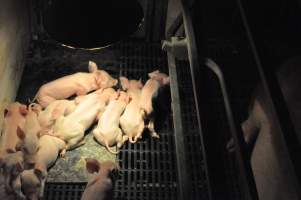 Farrowing crates at CEFN Breeder Piggery QLD - Australian pig farming - Captured at CEFN Breeding Unit #2, Leyburn QLD Australia.