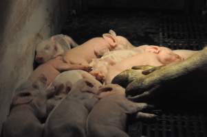 Farrowing crates at CEFN Breeder Piggery QLD - Australian pig farming - Captured at CEFN Breeding Unit #2, Leyburn QLD Australia.