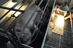 Farrowing crates at CEFN Breeder Piggery QLD - Australian pig farming - Captured at CEFN Breeding Unit #2, Leyburn QLD Australia.