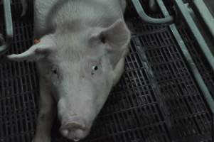 Farrowing crates at CEFN Breeder Piggery QLD - Australian pig farming - Captured at CEFN Breeding Unit #2, Leyburn QLD Australia.