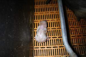 Farrowing crates at Wasleys Piggery SA - Australian pig farming - Captured at Wasleys Piggery, Pinkerton Plains SA Australia.