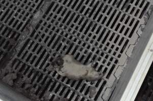 Dead rat in farrowing crate - Australian pig farming - Captured at CEFN Breeding Unit #2, Leyburn QLD Australia.