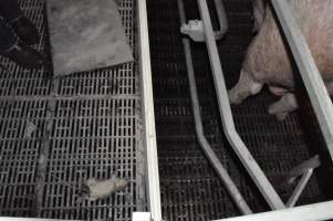 Dead rat in farrowing crate - Australian pig farming - Captured at CEFN Breeding Unit #2, Leyburn QLD Australia.