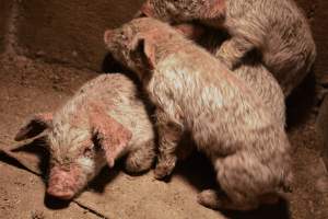 Piglets with mange - Australian pig farming - Captured at Korunye Park Piggery, Korunye SA Australia.