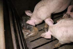 Rotting pig being eaten by other pigs - Cannibalised dead pig - Captured at Light Piggery, Lower Light SA Australia.