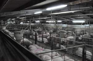 Group sow housing - Australian pig farming - Captured at CEFN Breeding Unit #2, Leyburn QLD Australia.