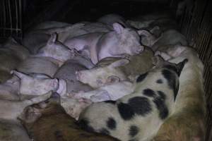 Grower/finisher pigs living in excrement - Australian pig farming - Captured at Narrogin Piggery, Dumberning WA Australia.