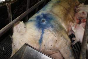 Farrowing crates at Bungowannah Piggery NSW - Australian pig farming - Captured at Bungowannah Piggery, Bungowannah NSW Australia.