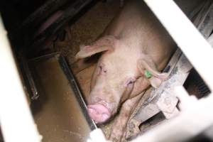 Farrowing crates at Girgarre Piggery VIC - Australian pig farming - Captured at Girgarre Piggery, Girgarre VIC Australia.