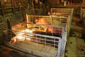 Farrowing crates at St Arnaud Piggery VIC - Australian pig farming - Captured at St Arnaud Piggery Units 2 & 3, Saint Arnaud VIC Australia.