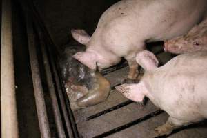 Rotting pig being eaten by other pigs - Cannibalised dead pig - Captured at Light Piggery, Lower Light SA Australia.