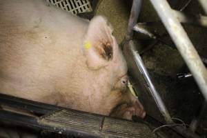 Farrowing crates at Dublin Piggery SA - Australian pig farming - Captured at Dublin Piggery, Dublin SA Australia.