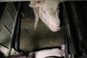 Farrowing crates at Wellington Piggery SA - Australian pig farming - Captured at Wellington Piggery, Wellington SA Australia.