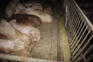 Grower/finisher pigs living in excrement - Australian pig farming - Captured at Narrogin Piggery, Dumberning WA Australia.