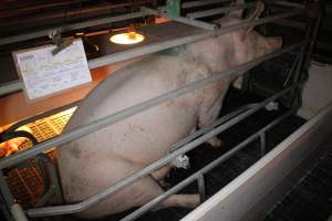 Farrowing crates at Sheaoak Piggery SA - Australian pig farming - Captured at Sheaoak Piggery, Shea-Oak Log SA Australia.