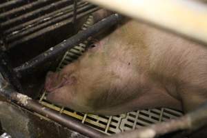 Farrowing crates at Dublin Piggery SA - Australian pig farming - Captured at Dublin Piggery, Dublin SA Australia.