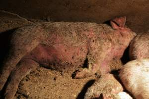 Piglets with mange - Australian pig farming - Captured at Korunye Park Piggery, Korunye SA Australia.