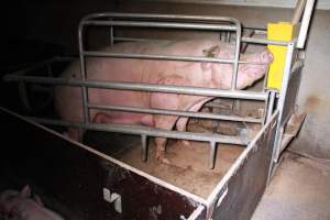 Farrowing crates at Girgarre Piggery VIC - Australian pig farming - Captured at Girgarre Piggery, Girgarre VIC Australia.